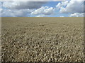Crop field near Wyham Top Farm in Wyham cum Cadeby