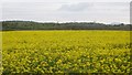 Oilseed rape, Winchburgh in EH52 6FY