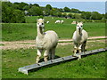 Alpacas in a field in Park Lane in TN17 3QD