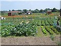 Allotments, Hythe Lane, Feltwell in IP26 4AE
