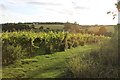 Vineyard at Paunton Court in WR6 5BJ