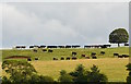 Bullocks on the skyline at Dyrham, Gloucestershire in Dyrham and Hinton