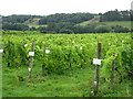 Vineyard at Broadfield Court in HR1 3LG
