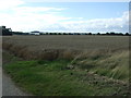 Crop field off the A16 in DN36 5SE