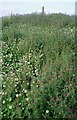 White Clover and Common Vetch, Upper Victoria in Carnoustie and District Ward