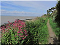 Portishead - On coastal path between Black Nore Lighthouse & Sugar Loaf Beach in BS20 8FD