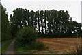 Poplars by the bridleway from Somerby to Howsham in DN38 6EX