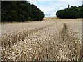 Wheatfield between Garden Plantation and Millcliff Wood in WF2 6QS