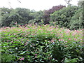 Himalayan Balsam in DN20 0HD
