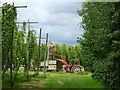 Hop picking, modern style. Boughton-under-Blean in ME13 9AG