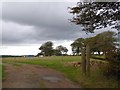 Field access track, Ramsdown Plantation in PL19 0QF