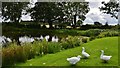 Bircham Tofts Duck Pond in PE31 6QX