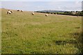 Sheep near Summershill Farm in GL56 9NZ