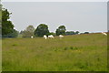 Sheep grazing, Penshurst Park in TN11 8BH