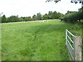Footpath goes north through sheep field to Ashington in RH20 3JX