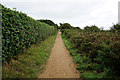 The coastal path towards Bembridge in Hillway