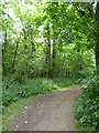 Path in Coneygar Copse, Kingston Lacy in BH21 4EG
