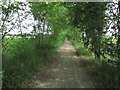 Enclosed track - The Essex Way near Rowe's Farm, Berner's Roding in CM5 0SS