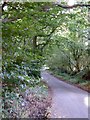 Minor road through woodland in TQ13 0DQ