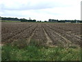 Potato crop off Prior Lane in Metheringham Rural Ward