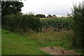 Maize field and inspection cover by Hall Lane near Nettleham Hall in LN2 2ND