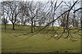 Sheep grazing through the trees in BD23 3TD