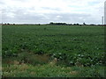 Crop field off Metheringham Fen Lane in LN4 3AW