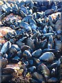Mussels and Barnacles in HS2 9HP