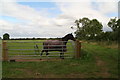 Empty haynet means it's time to go home: horse in paddock at Riseholme in LN2 2LE