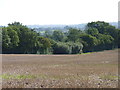 Looking across harvested field to hedgerow in WR9 7EF