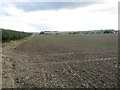 Sown arable field, Burnhouse in NE68 7UX