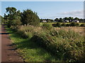 Path between Carmunnock and Castlemilk in G45 9QN
