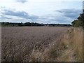 Footpath and Wheat Field near Linton Heath in DE11 9JQ
