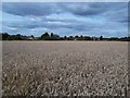 Wheat Field Overlooking Linton Heath in DE11 9JQ