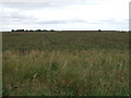 Crop field, Blankney Dales in LN10 6XJ
