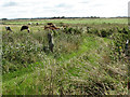 Pastures east of  Oby South Dyke in NR29 3BW
