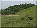 Copse, down and farmland, Nether Wallop in SP5 1BS