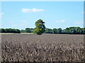 Isolated tree in field in SG7 5EN
