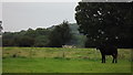 Donkey in a field near Cadeby in CV13 0BD