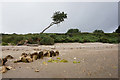 Wind swept tree at Bembridge in PO35 5XT