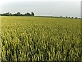 Wheat, East Tytherley in SP5 1LR