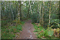 Woodland path, Finchampstead Ridges in RG40 3SL