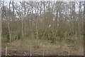 Woodland by the railway in RG17 9AG