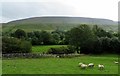 Grazing sheep near Worsaw End in BB7 4BS