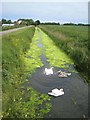 Swan and cygnets, Harpsbridge Lane in Theddlethorpe St. Helen