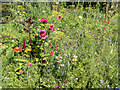 Wild Flower Area, Capel Manor, Enfield in EN2 9HL