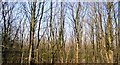 Woodland by the railway in BD23 3NA
