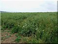 Rape field without flowers in LU7 0LP