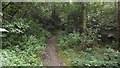 A path through the woods, Braunstone Park in LE3 1JN
