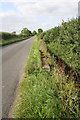 Low wall, ditch and hedge beside road to Woodeaton in Elsfield